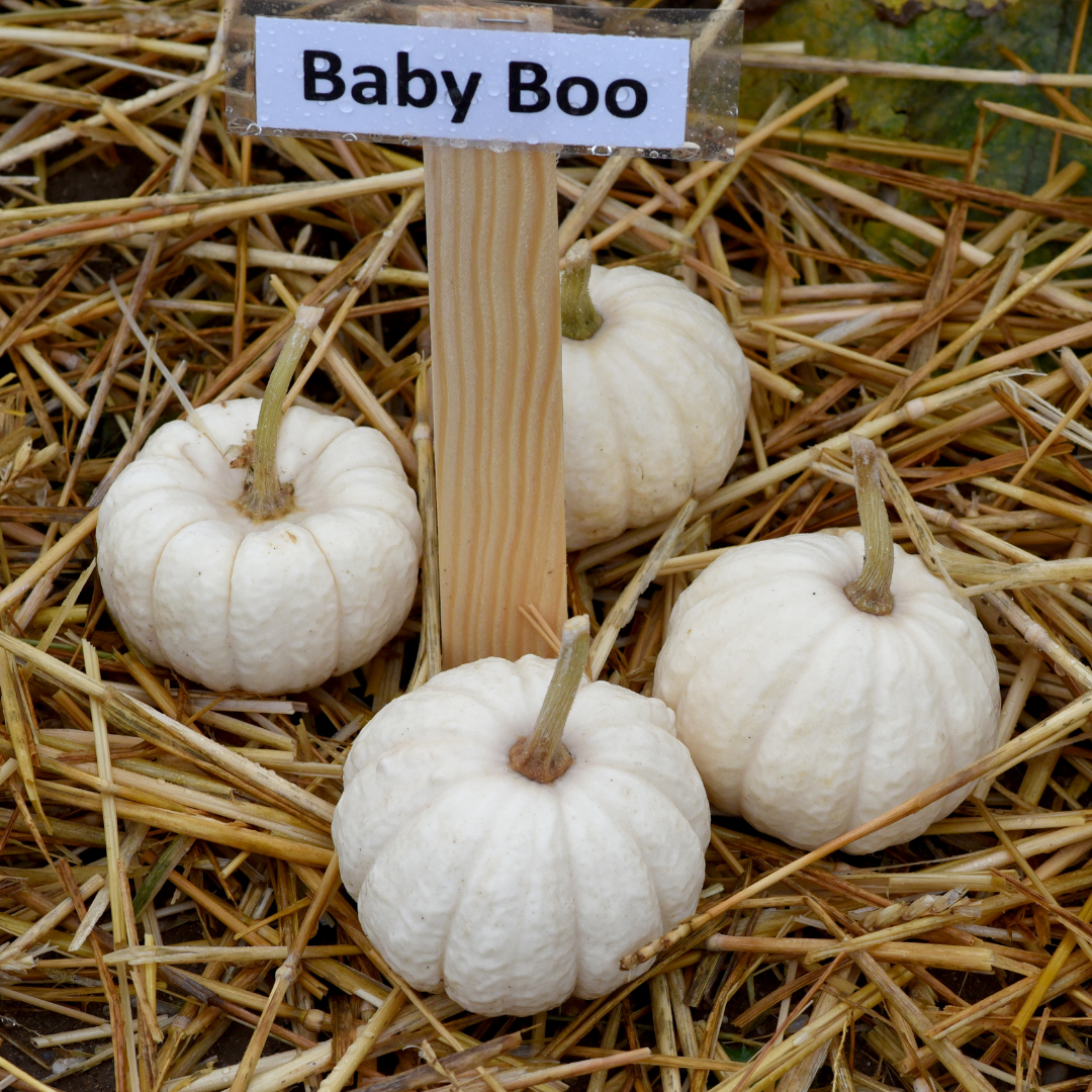 Minipumpa - Baby Boo - 3