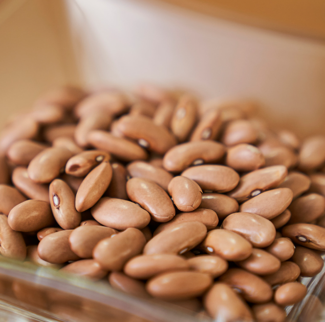 Kokböna - Brown Dutch - Kultursort