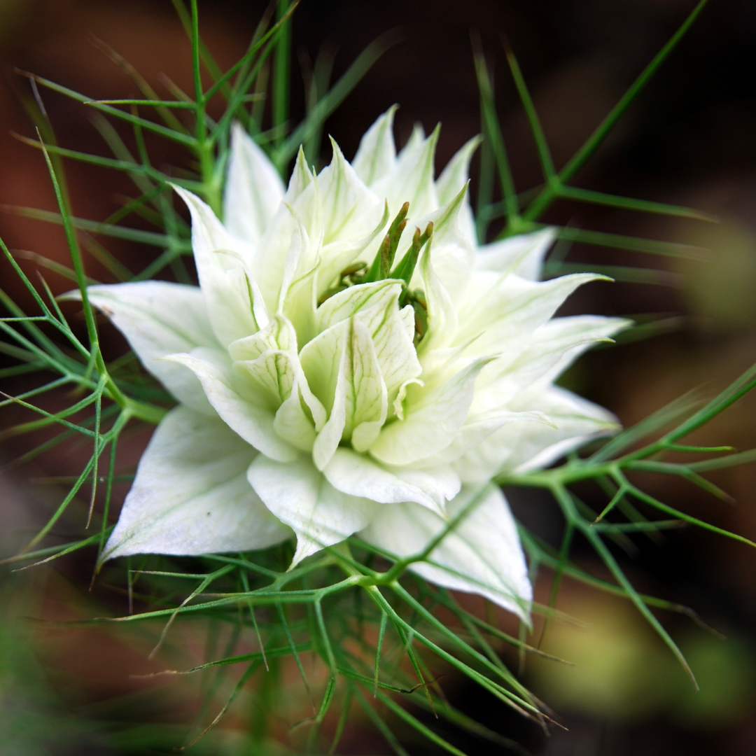 Jungfrun i det gröna - Miss Jekyll White