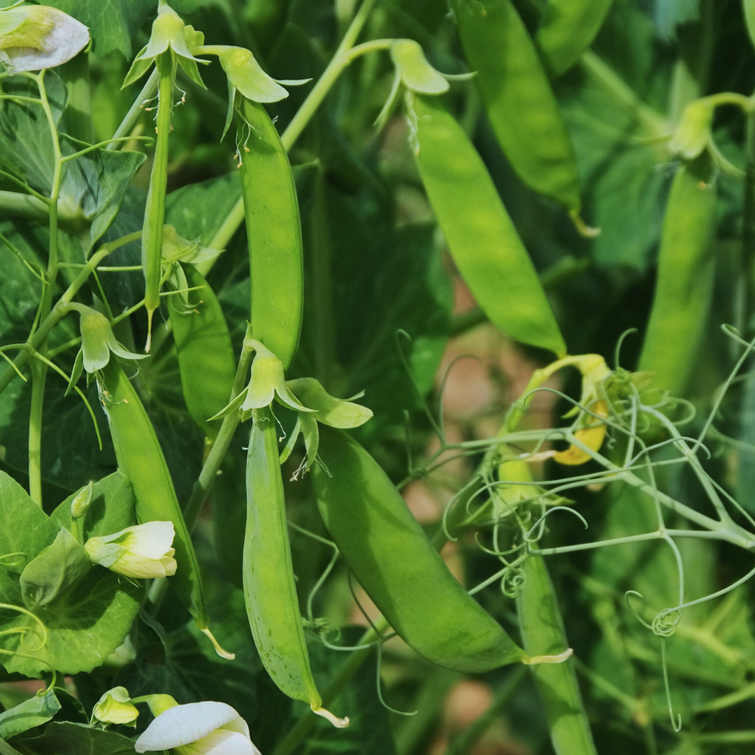 Sockerärt - De Grace