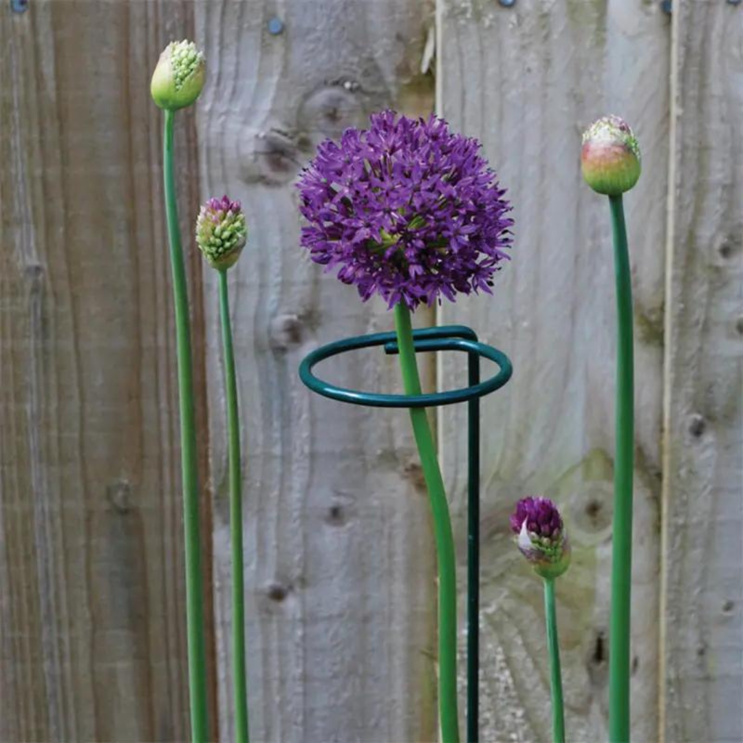Plantstöd 5-pack