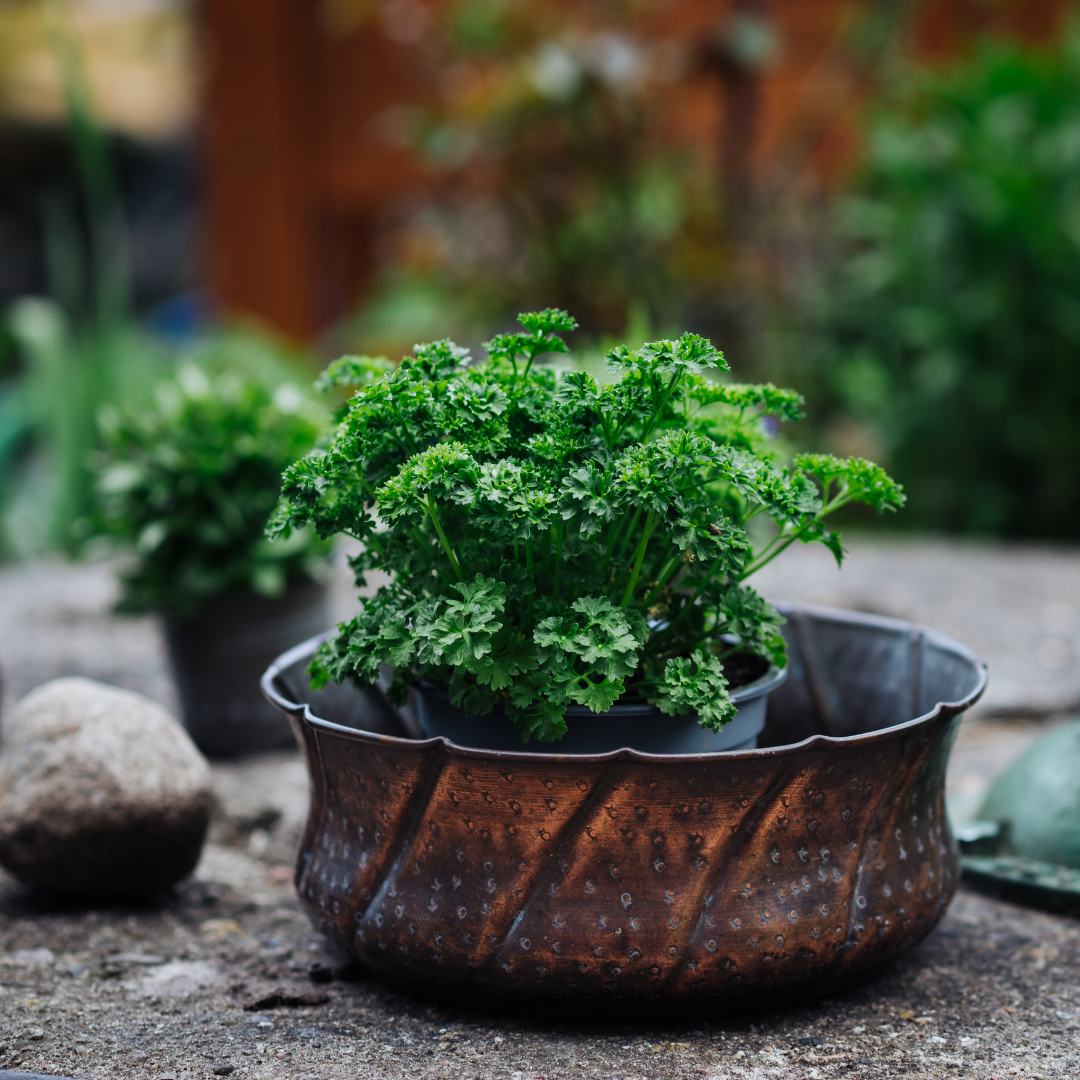 Ekologisk Kruspersilja - Grüne Perle