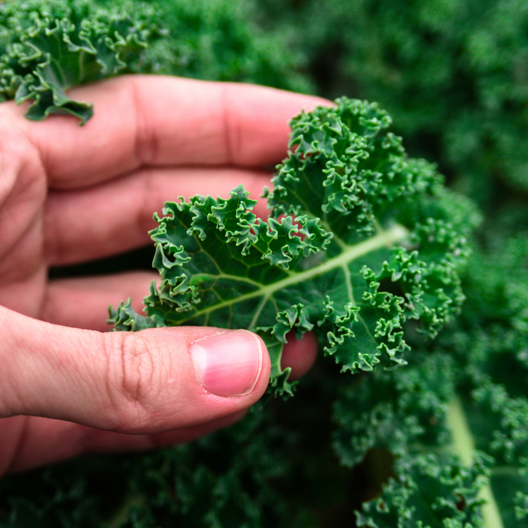 Grönkål - Dwarf Green Curled - Kultursort