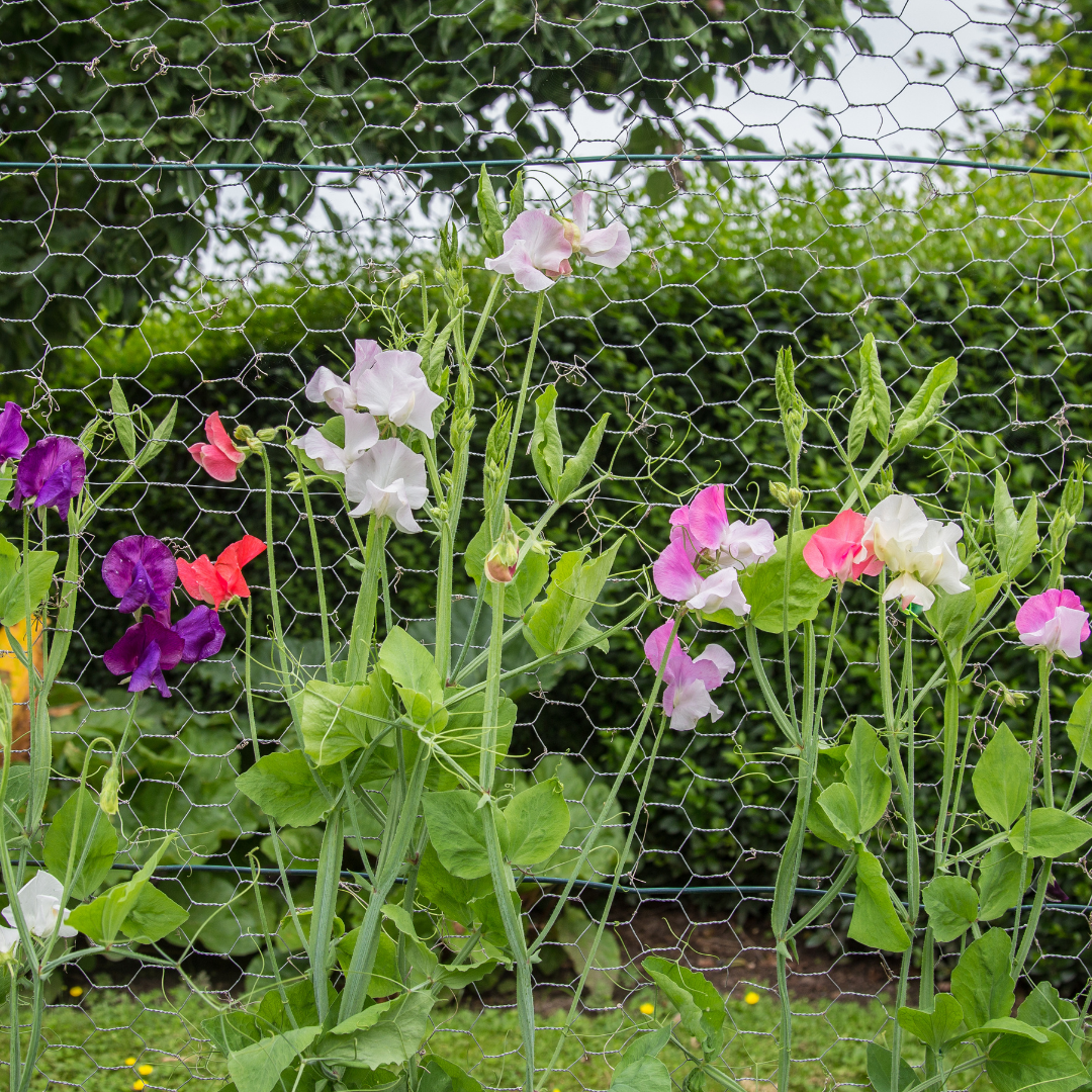 Dvärgluktärt - Knee Hi Mix