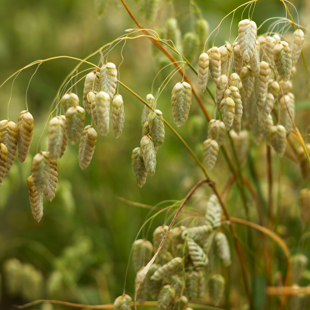 Italienskt Darrgräs - Briza Maxima