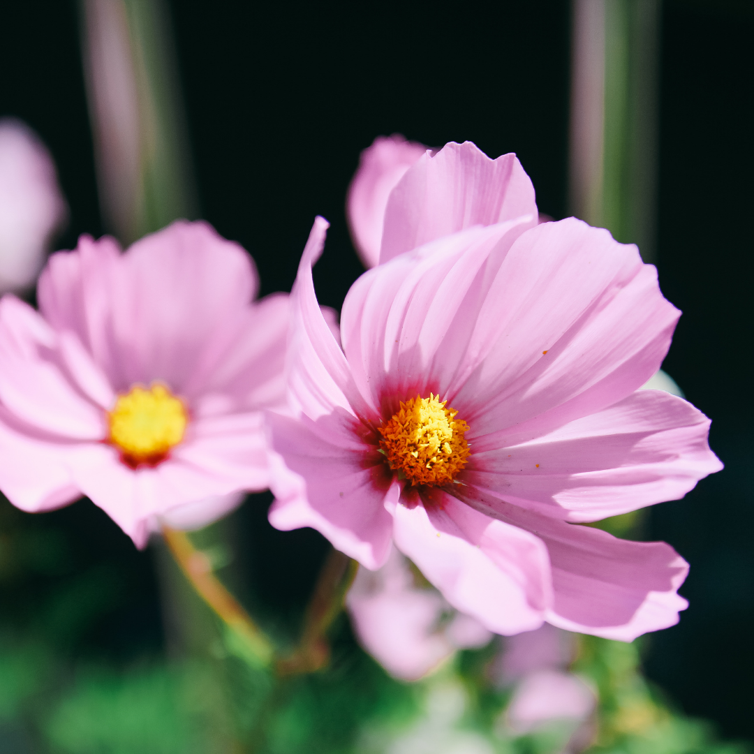 Rosenskära - Sensation Pink