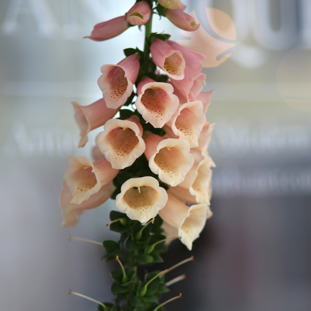 Fingerborgsblomma - Apricot Beauty