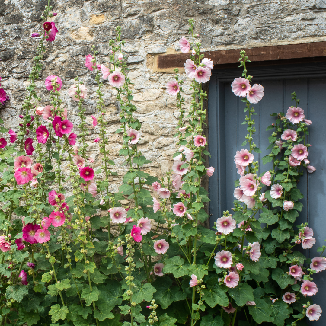 Flerårig Stockros - Antwerp