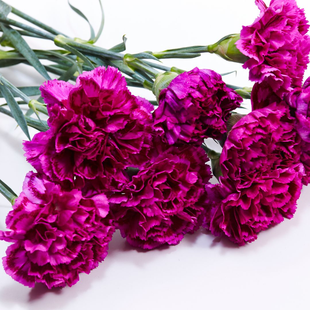 Trädgårdsnejlika - Chabaud Magenta