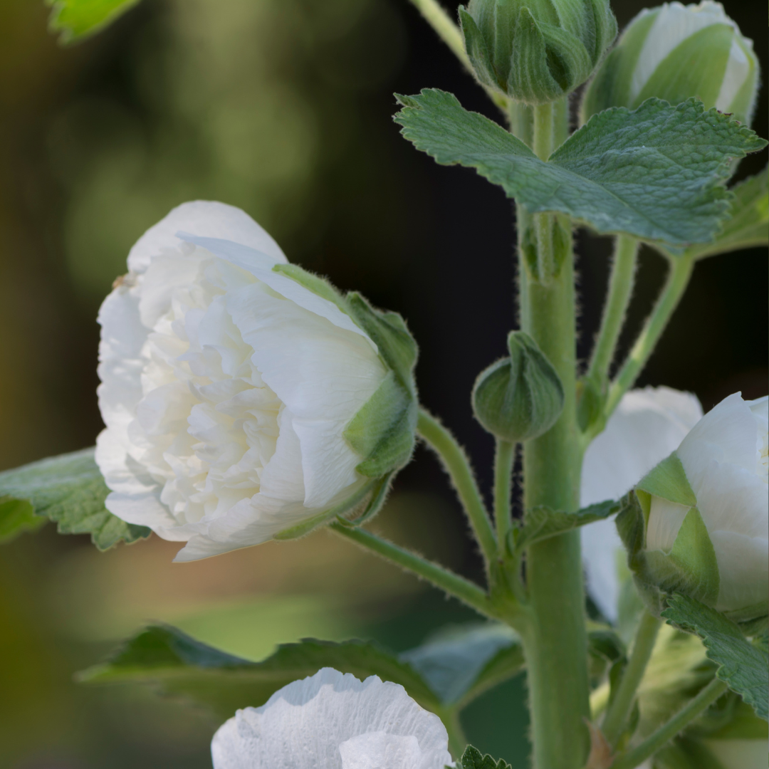 Dvärgstockros - Queeny White