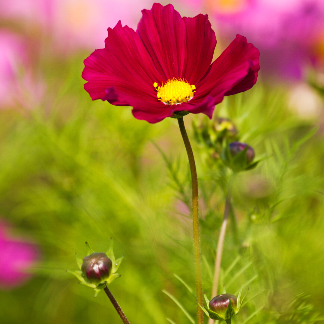 Rosenskära - Sensation Red