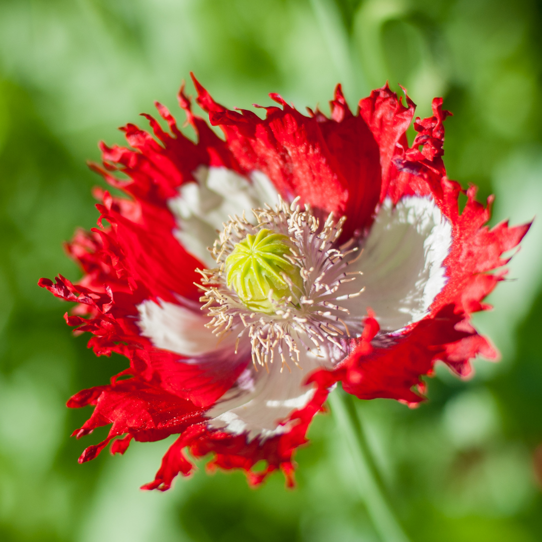 Vallmo - Danish Flag