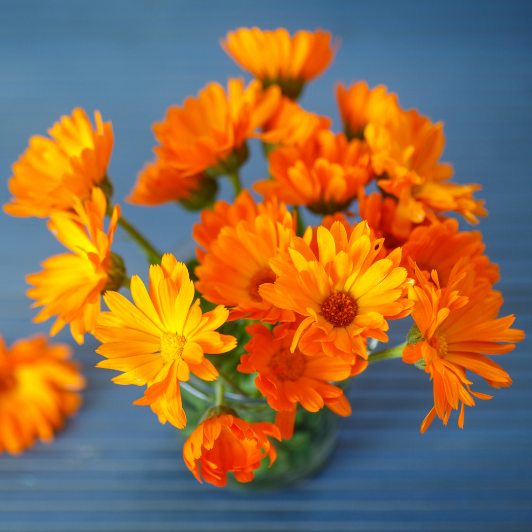 Ringblomma - Snittblomsmix