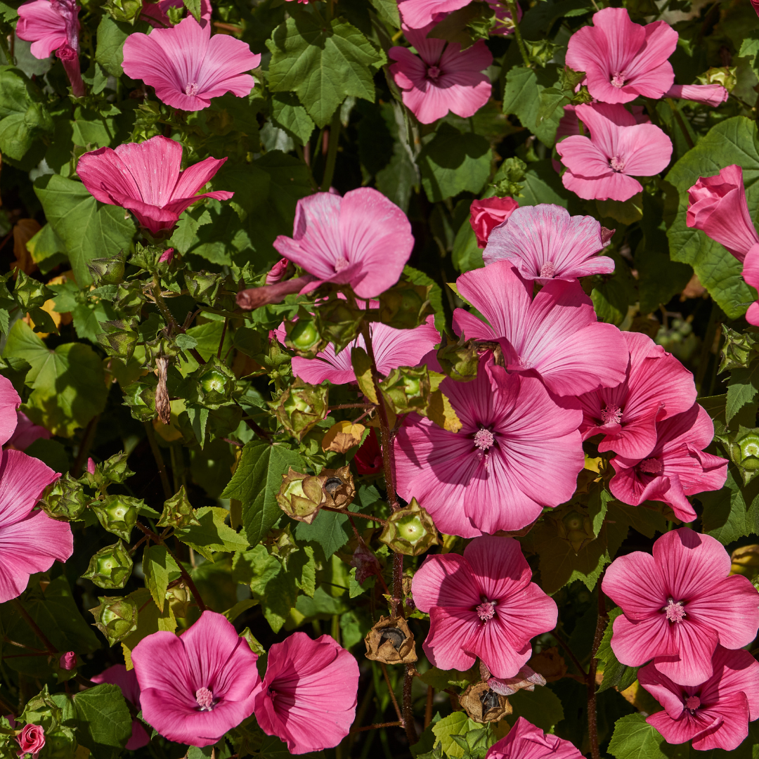 Sommarmalva - Silver Cup