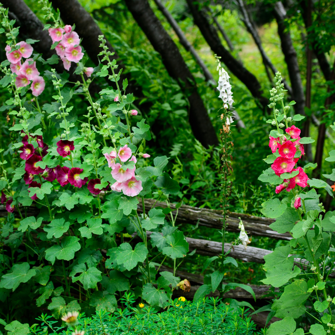 Stockros - Indian Spring Mix
