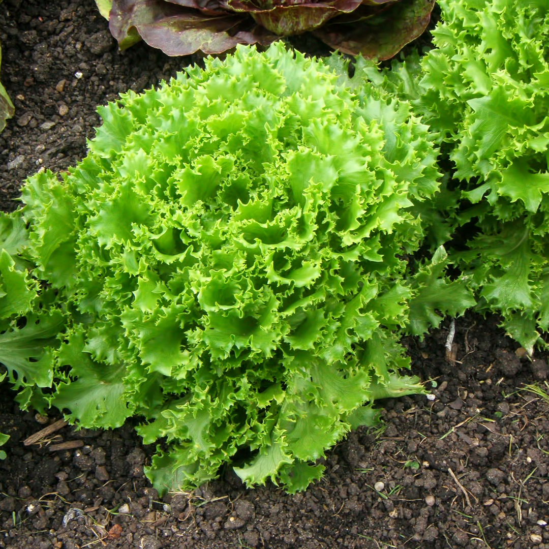 Sallat - Grand Rapids - Kultursort