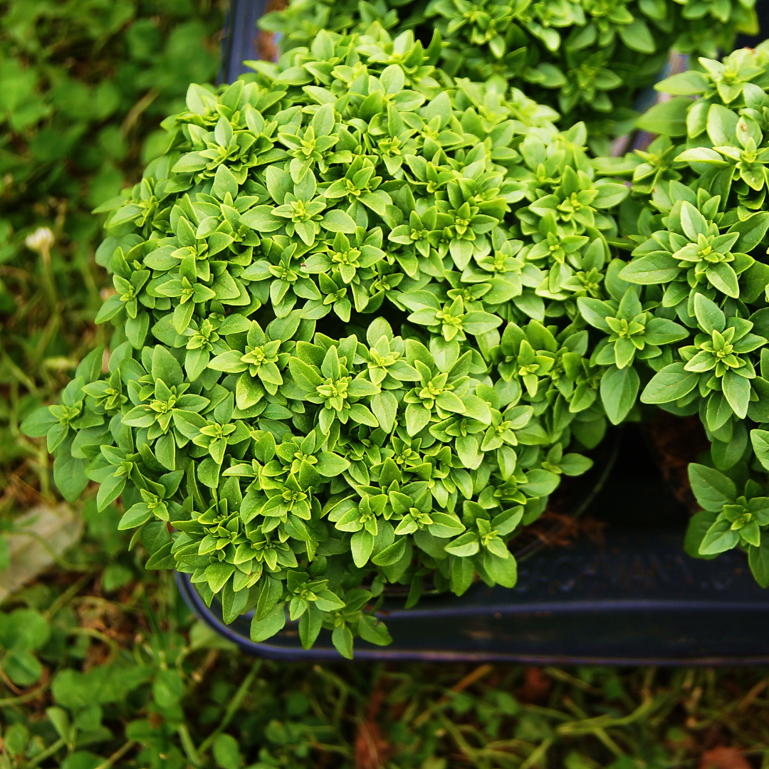 Ekologisk Grekisk Basilika - Bush Basil - 3