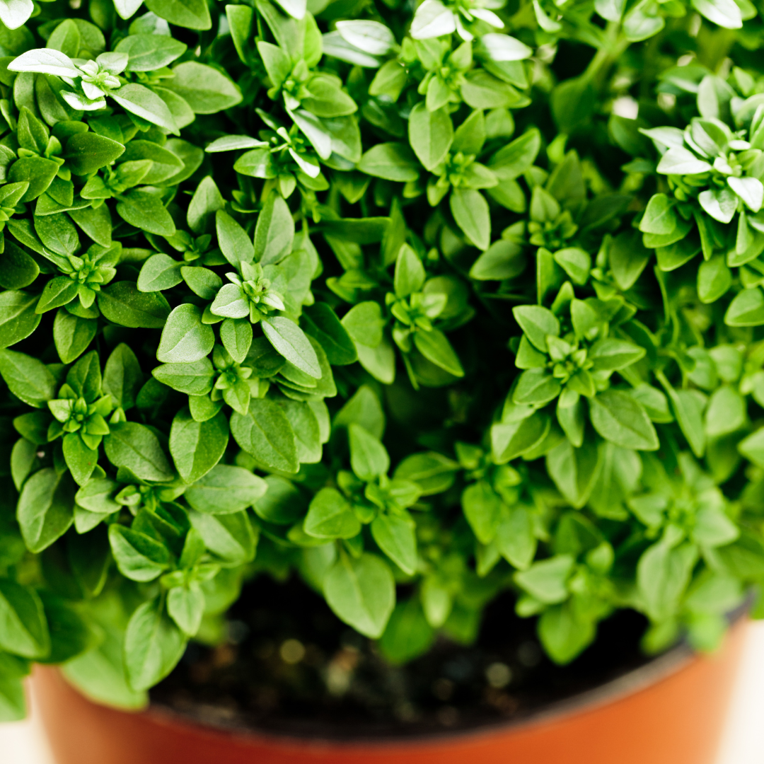Ekologisk Grekisk Basilika - Bush Basil