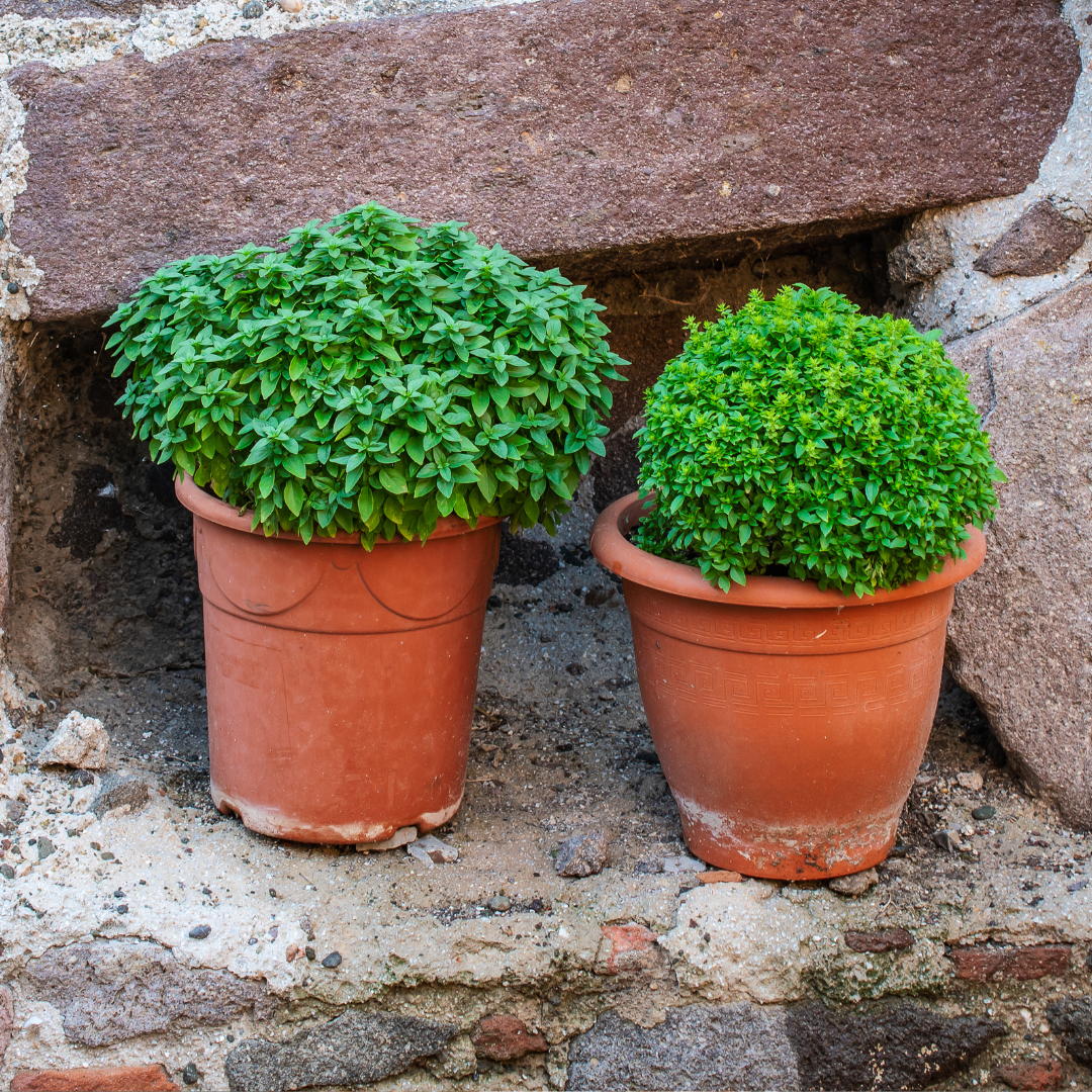 Ekologisk Grekisk Basilika - Bush Basil