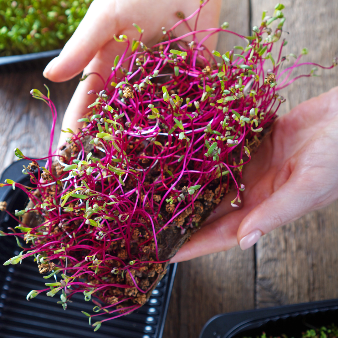 Microgreen - Rödbeta