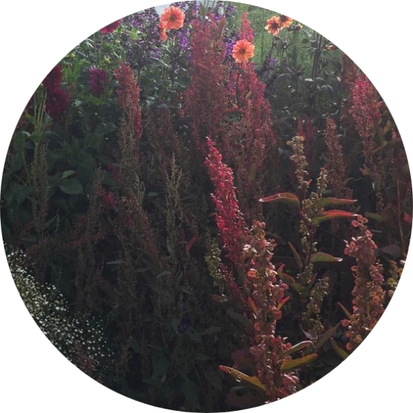 REA! Trädgårdsmålla - Red Plume