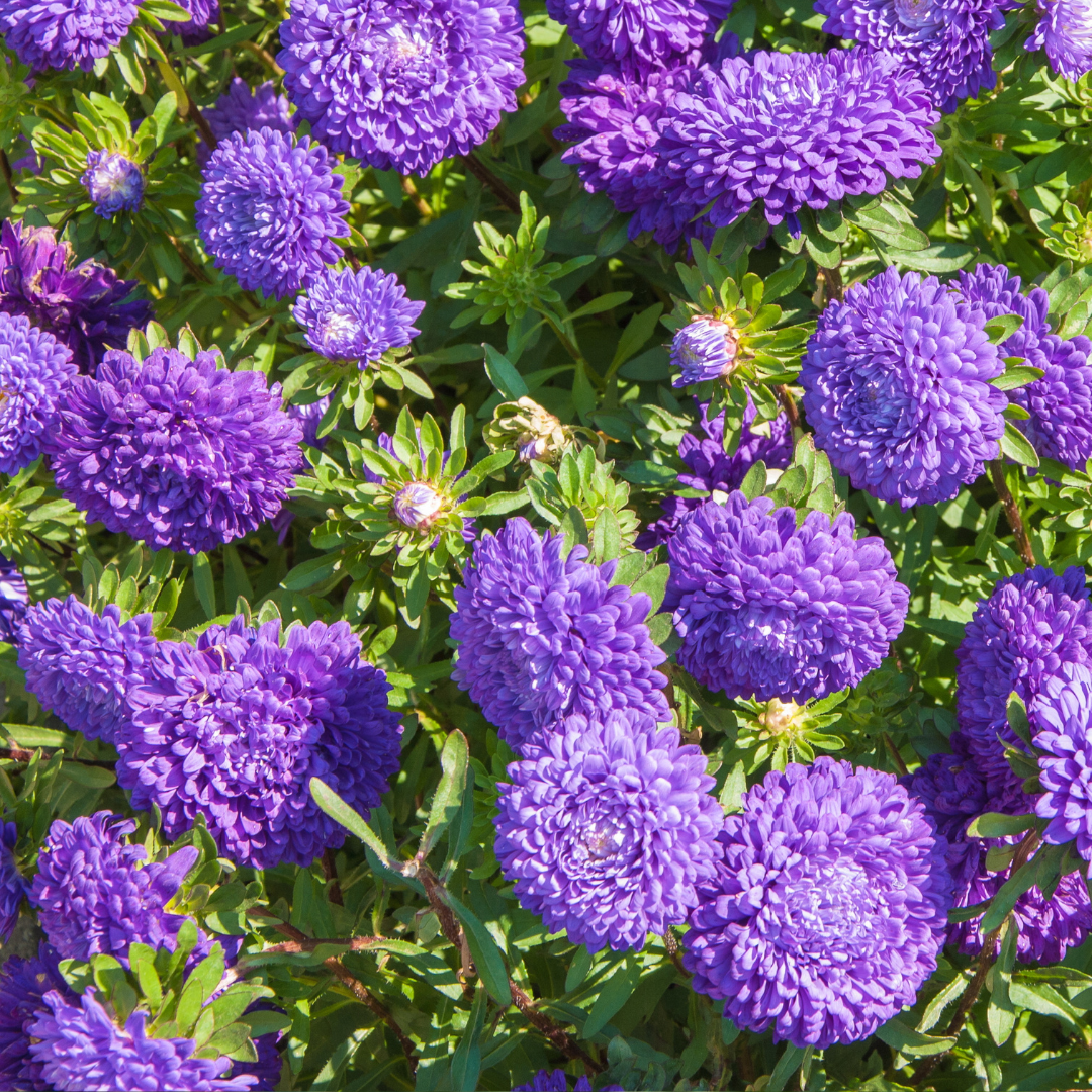 Sommaraster - Apollonia Violet