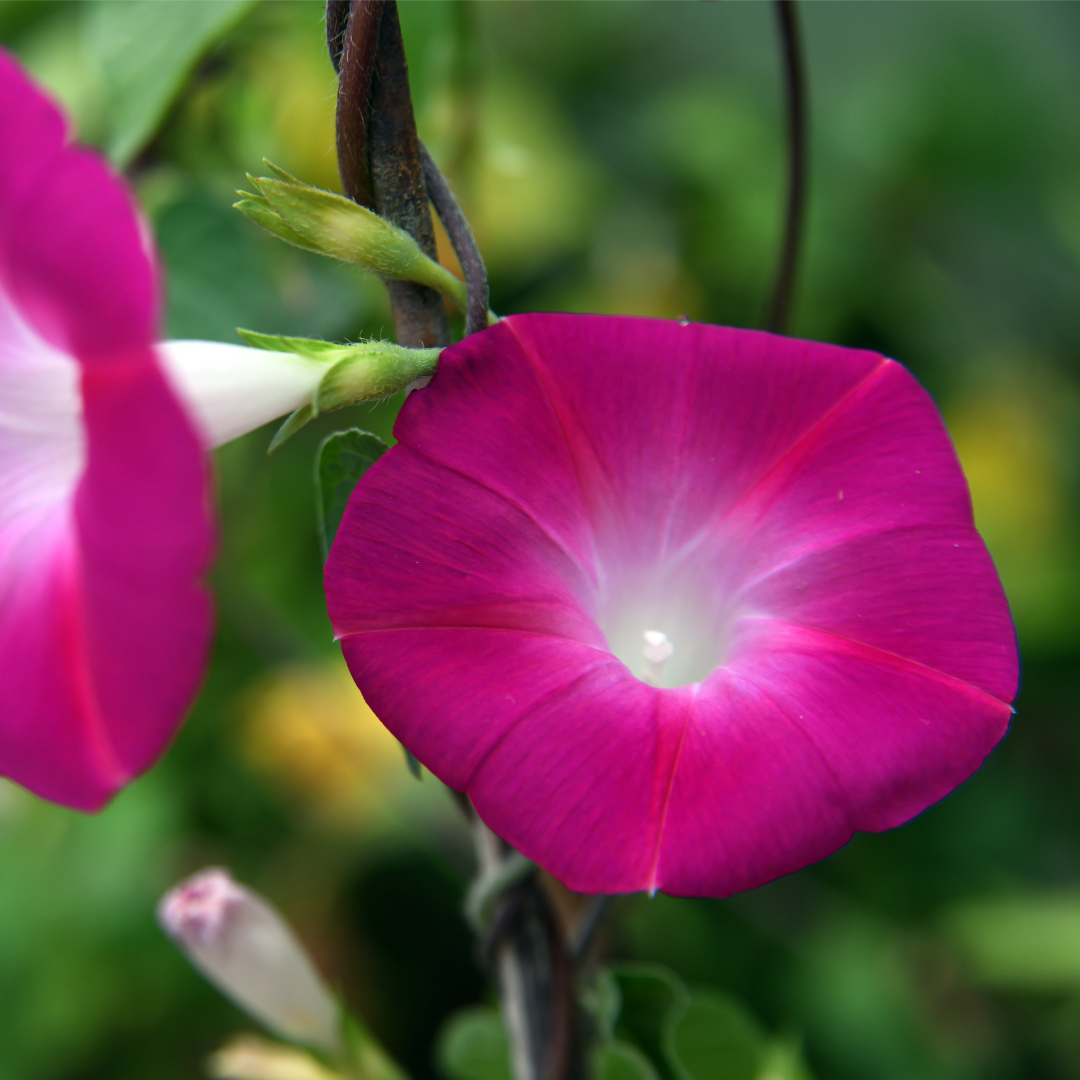 Kejsarvinda - Scarlet O'Hara