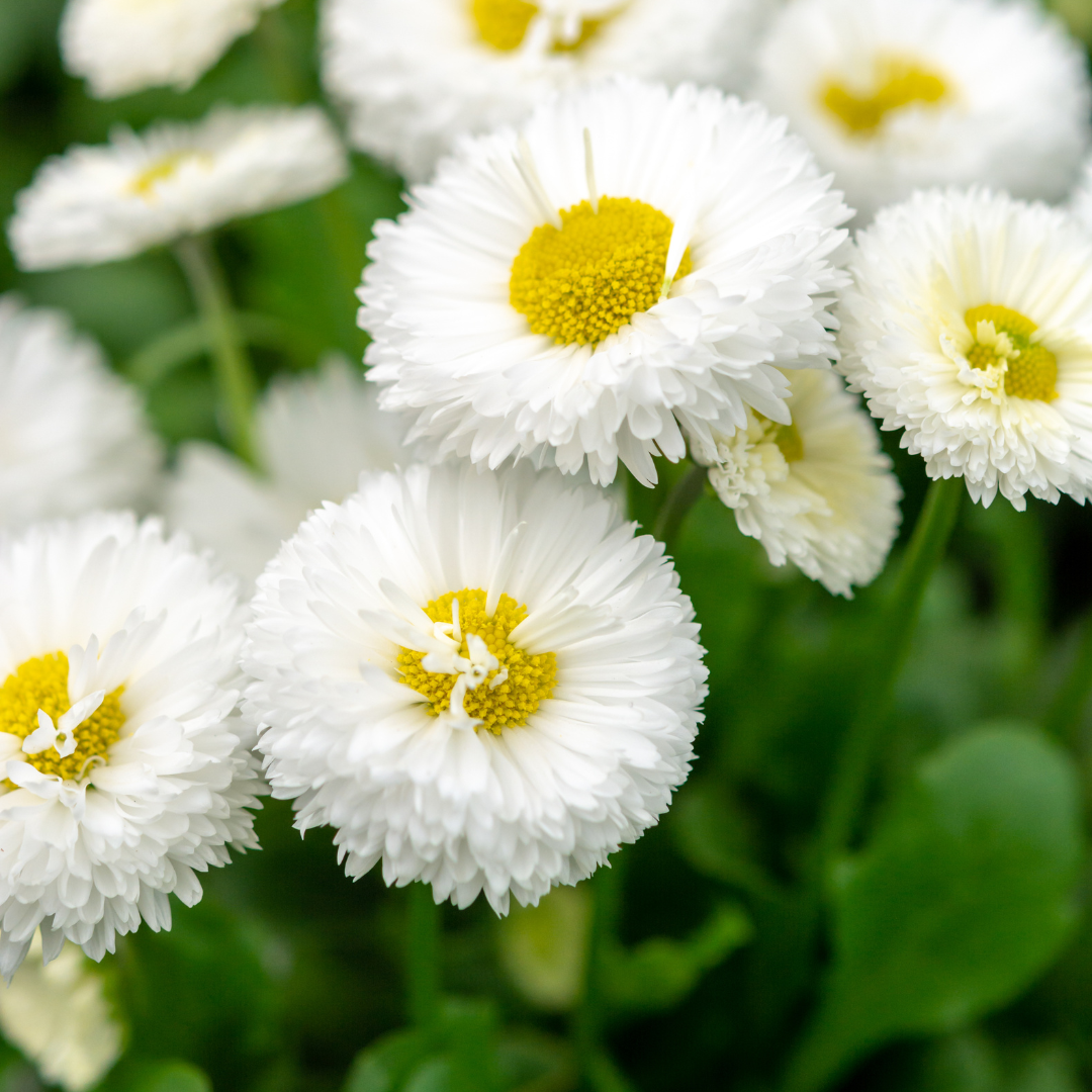 Tusensköna - Enorma White Ball