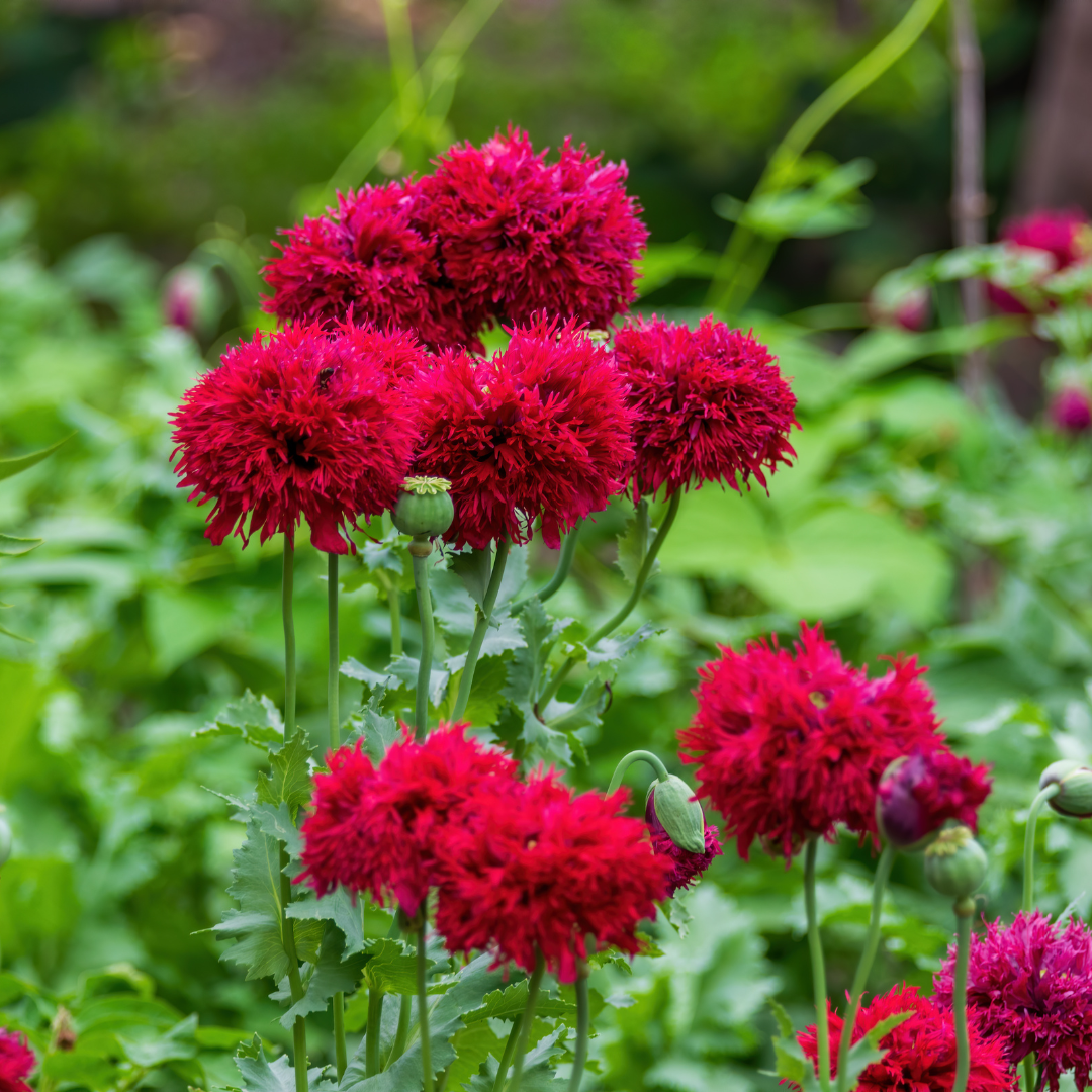 Pionvallmo - Double Scarlet Peony