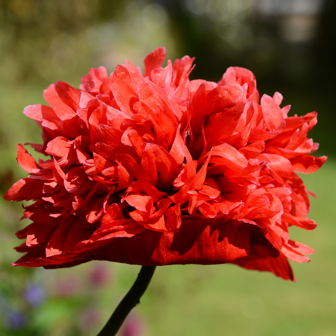 Pionvallmo - Double Scarlet Peony