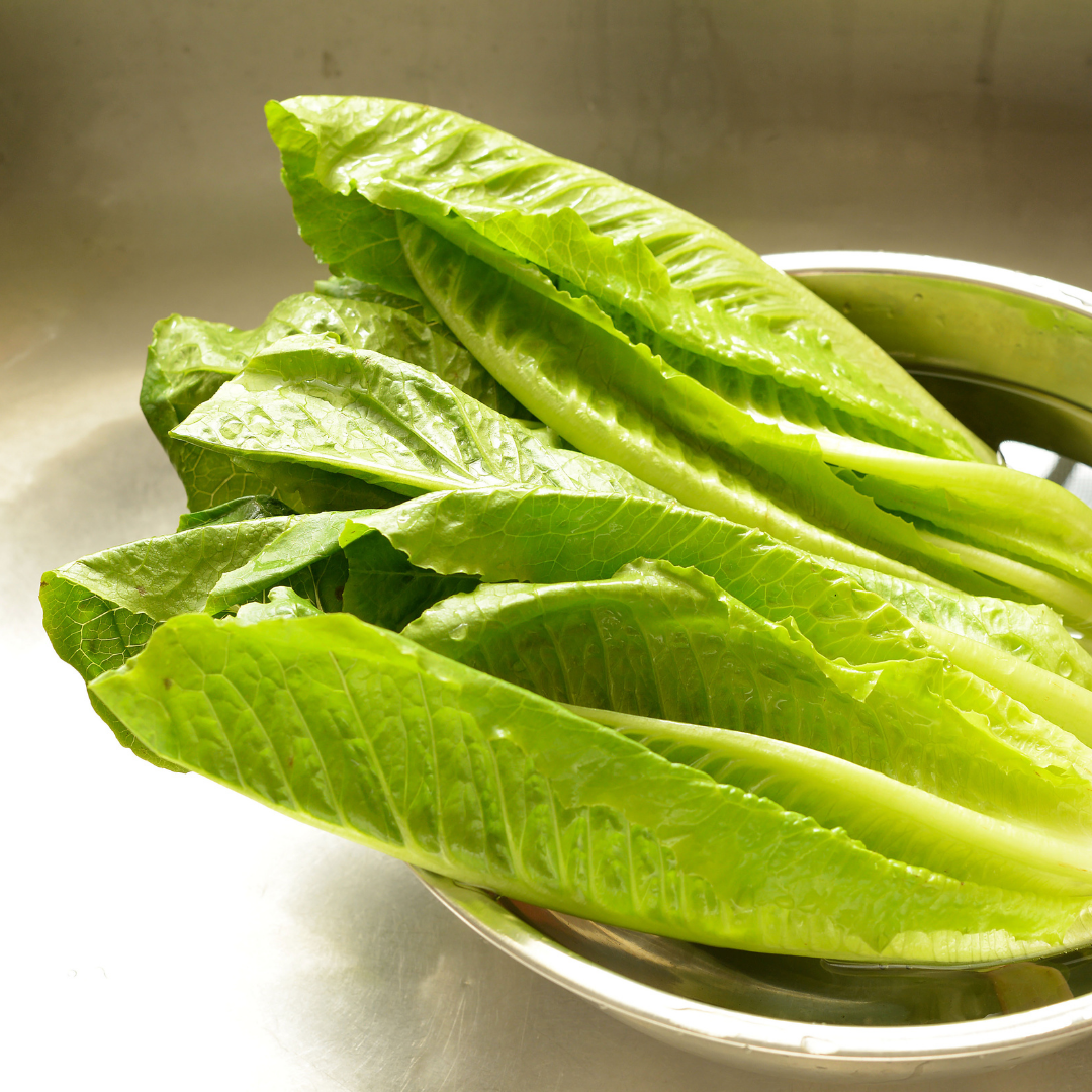 Sallatscikoria - Sugarleaf