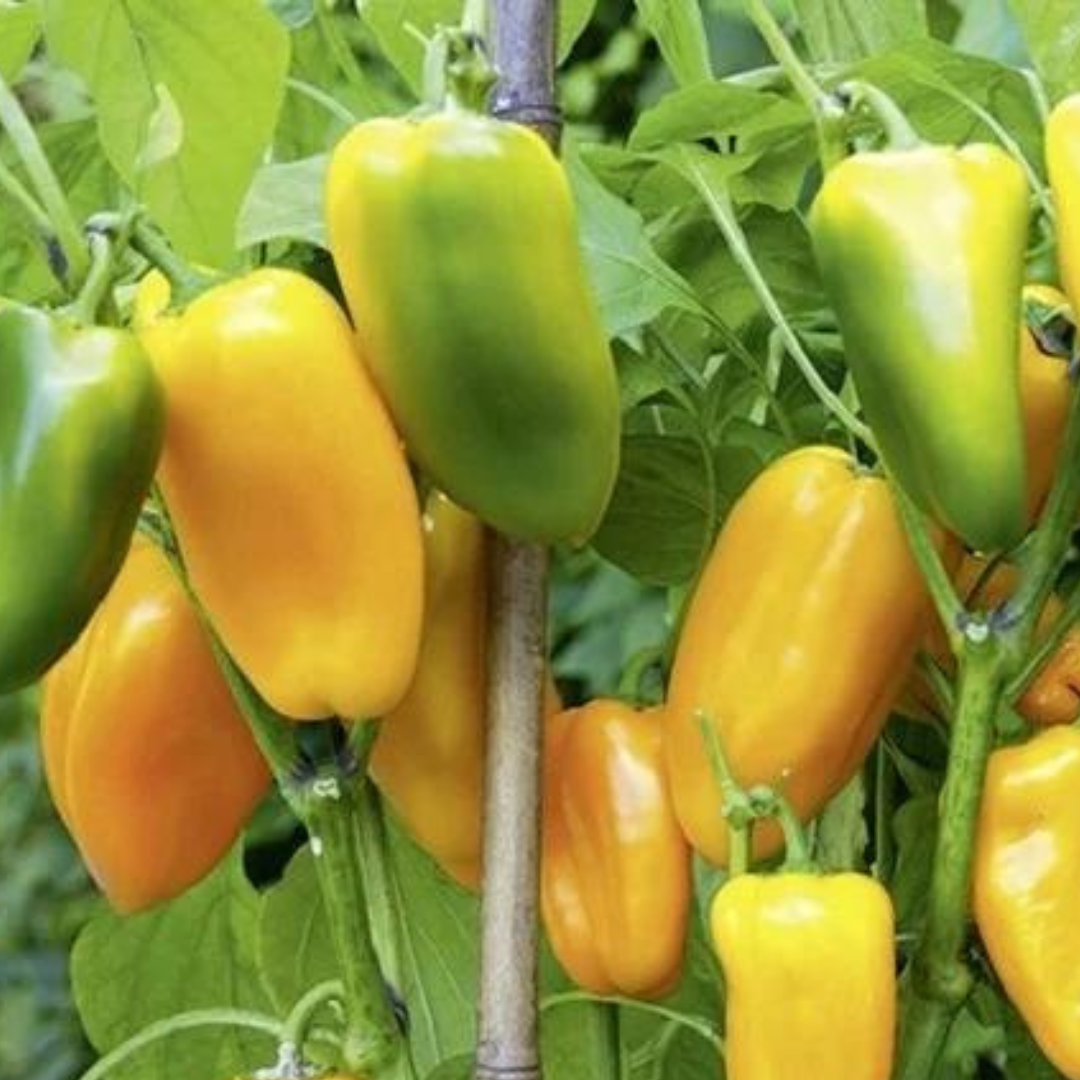 REA! Paprika - Pusztagold