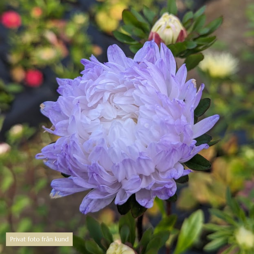 REA! Pionaster - Silver Blue