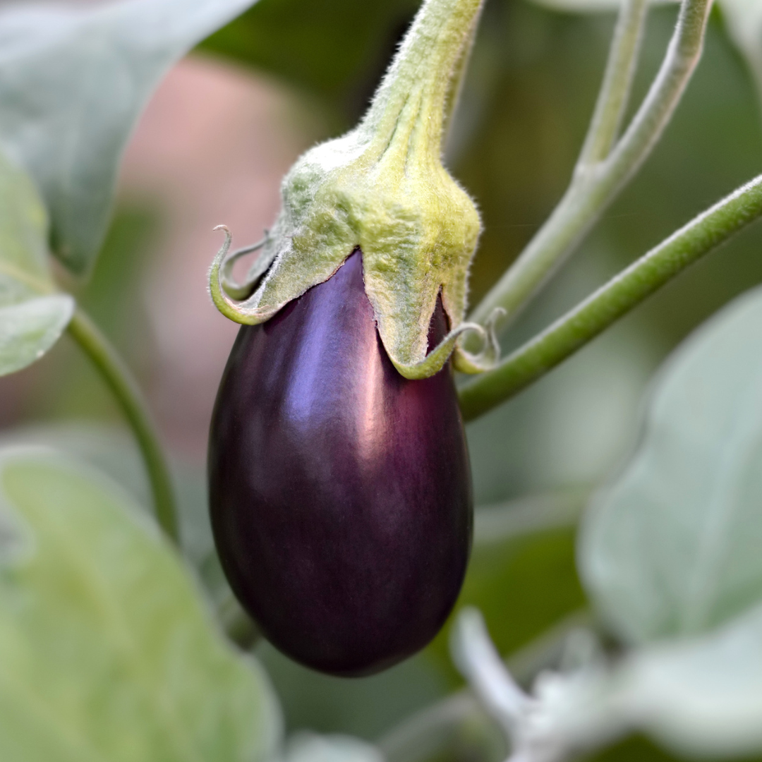 REA! Ekologisk Aubergine - Meronda