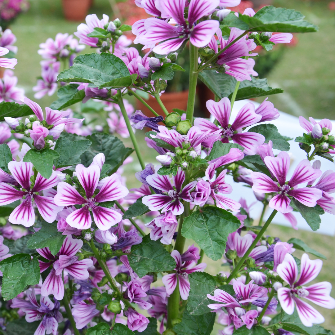 Rödmalva - Röd Kattost