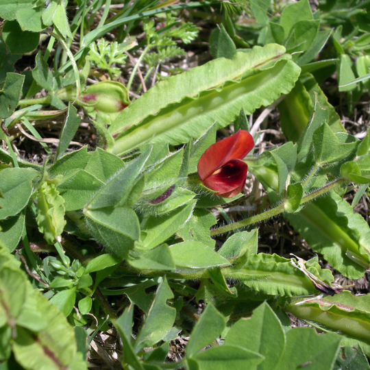 REA! Sparrisärt - Bright Red