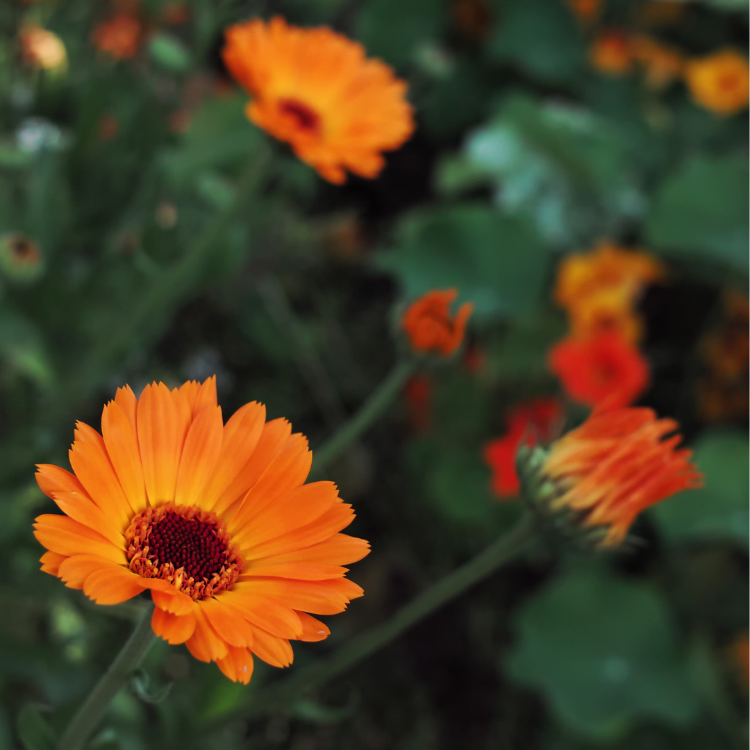 Ringblomma - Indian Prince