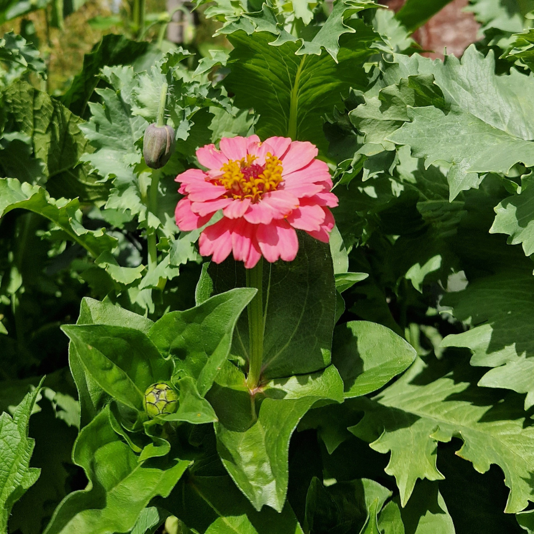 Zinnia - Exquisite - Kultursort