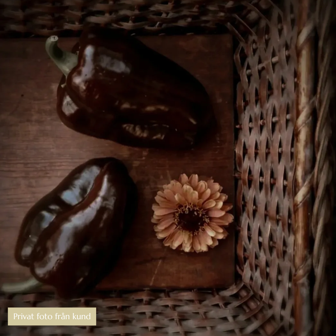 Paprika - Sweet Chocolate