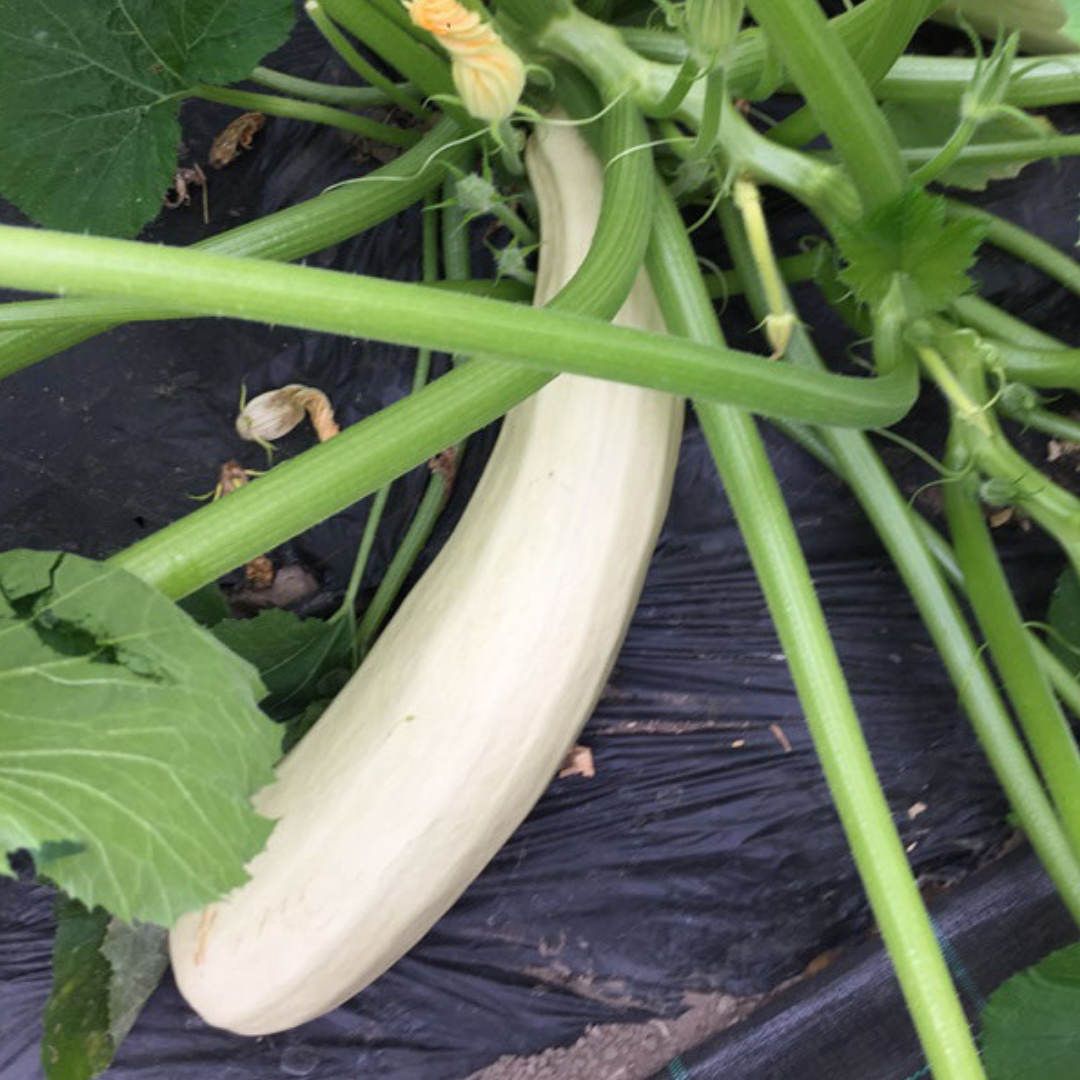Ekologisk Squash - Lungo Bianco di Palermo