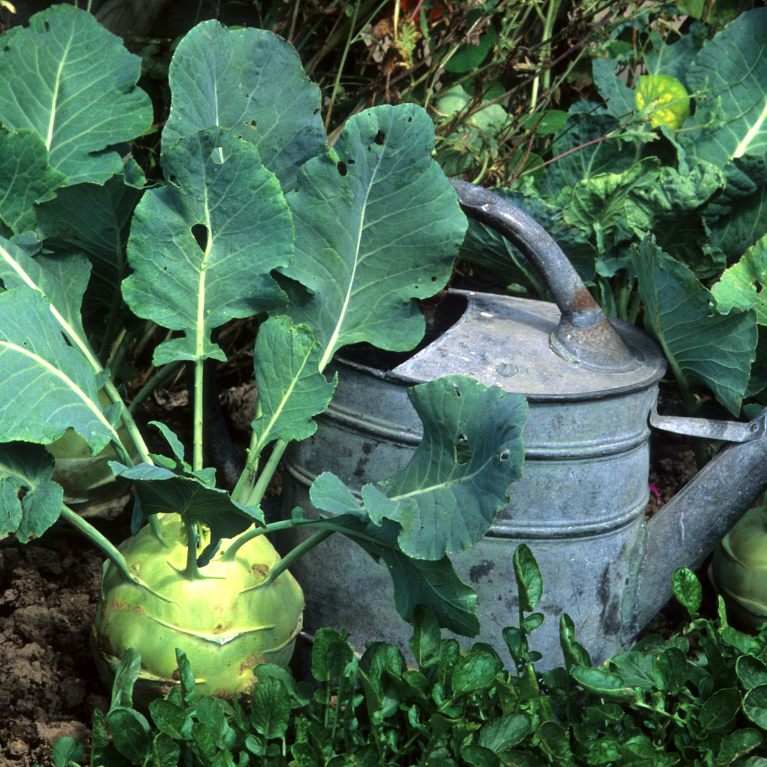 Gigantisk Kålrabbi - Superschmelz - Giant