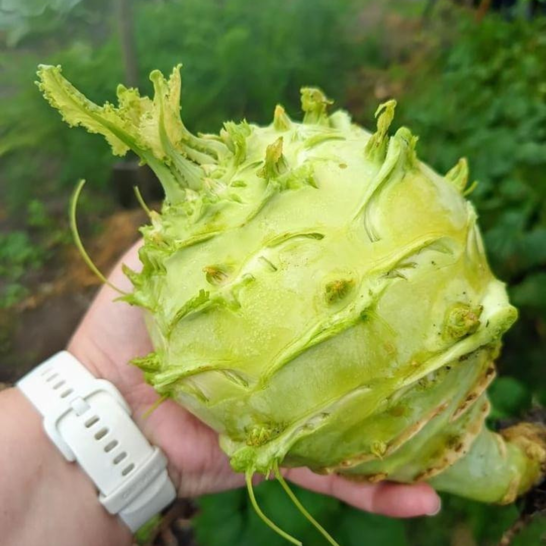 Gigantisk Kålrabbi - Superschmelz - Giant - 4