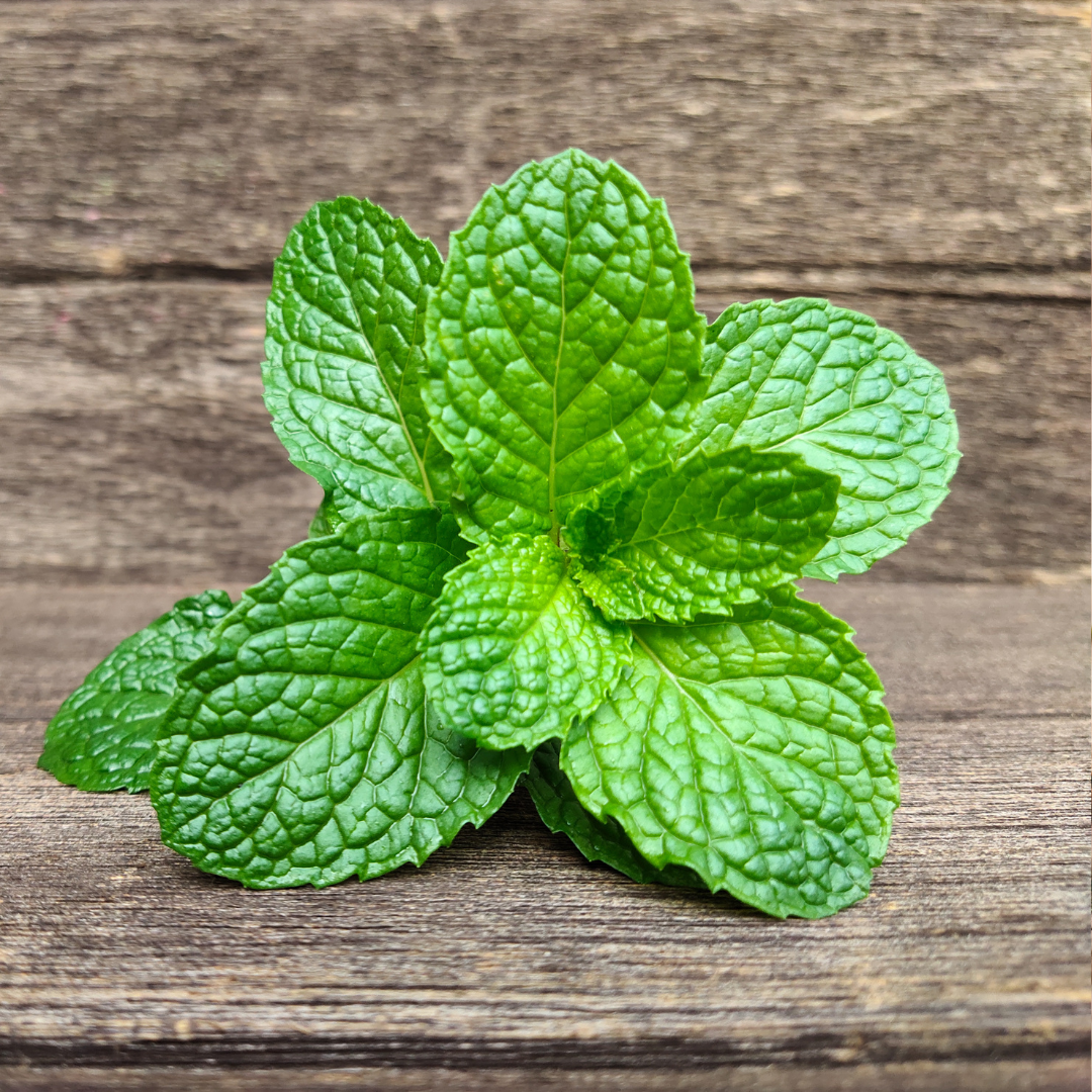 Egyptisk Mynta - Round Leaved - Äppelmynta