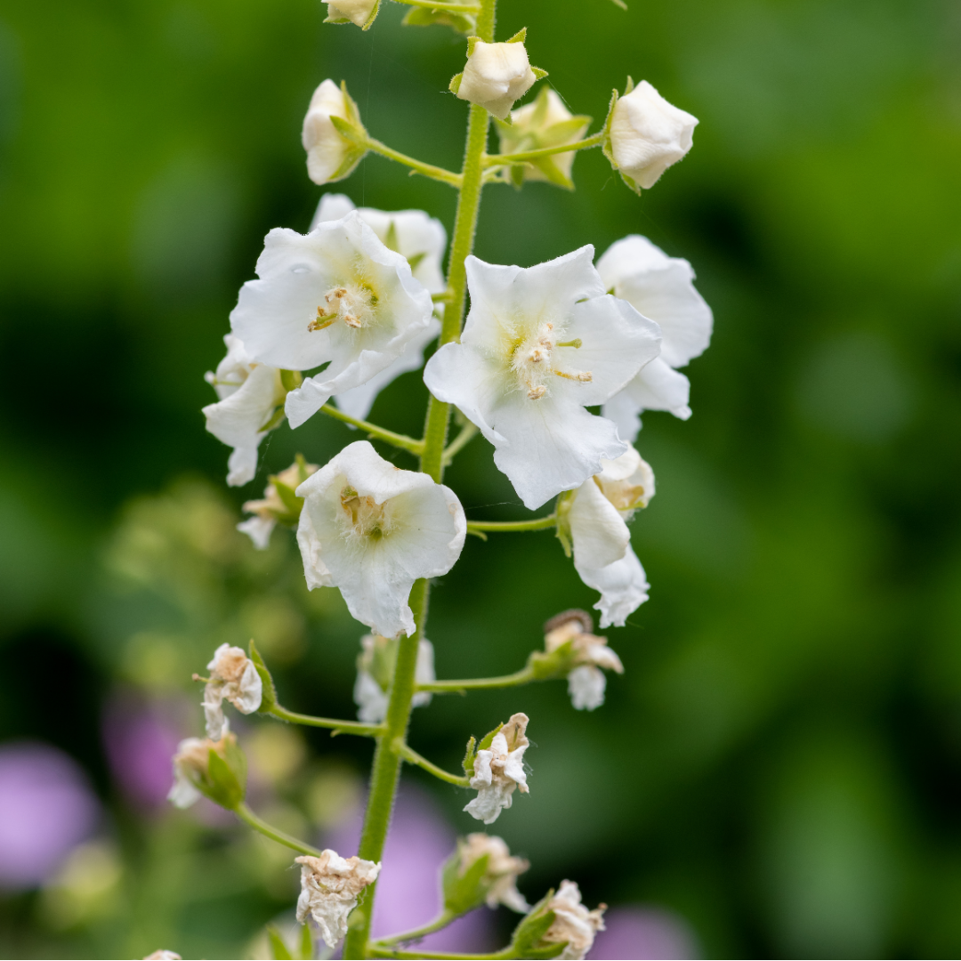 Läkekungsljus - Snow Maiden