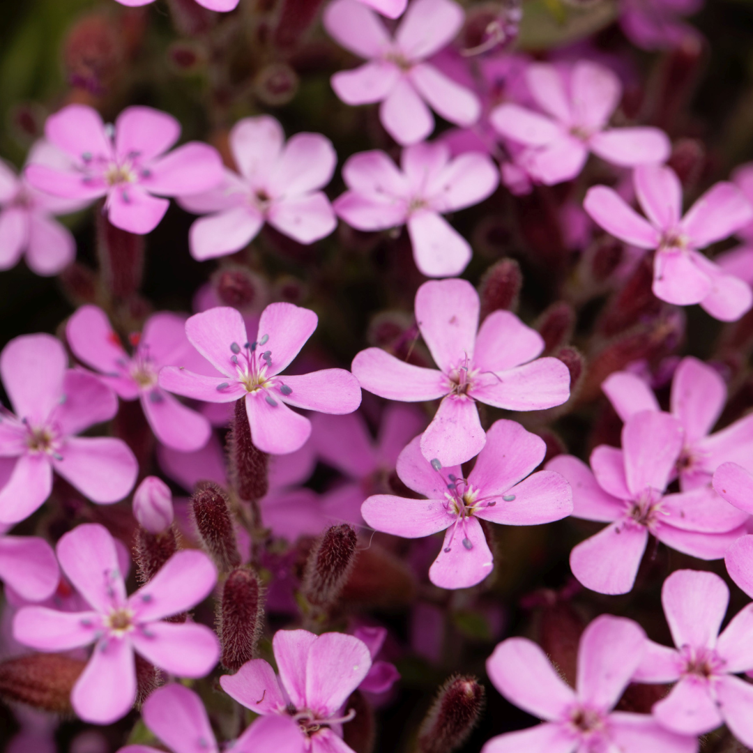 REA! Liten Såpnejlika - Rose Pink