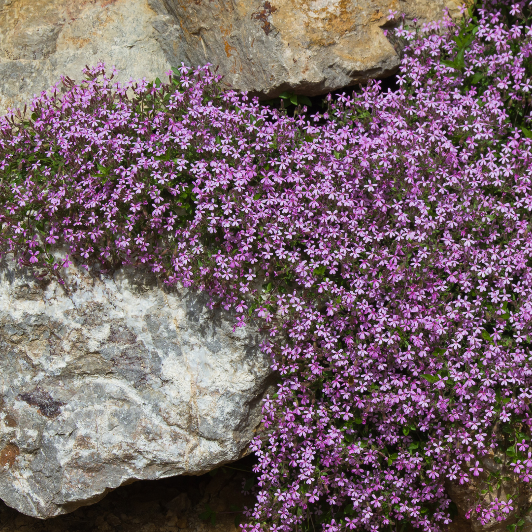 Liten Såpnejlika - Rose Pink