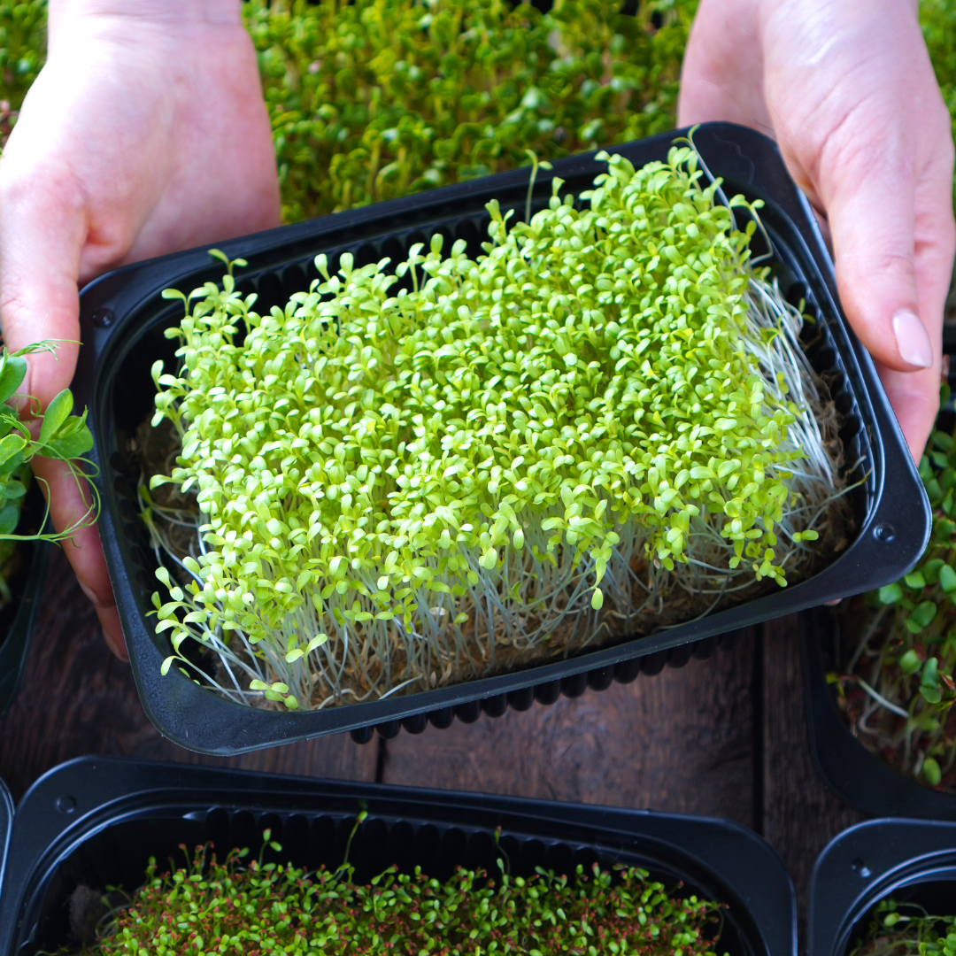 Microgreen - Fänkål