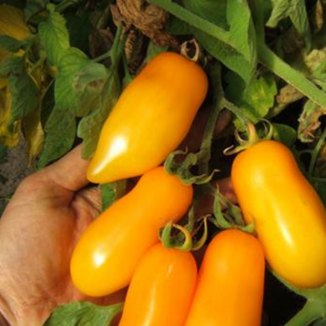 Ekologisk Banantomat - Banana Legs