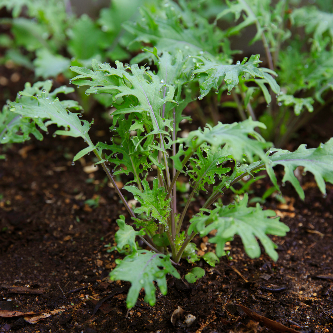 Ekologisk Bladkål - Russian Frills
