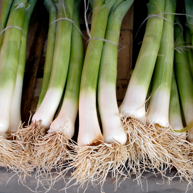 Purjolök - American Flag